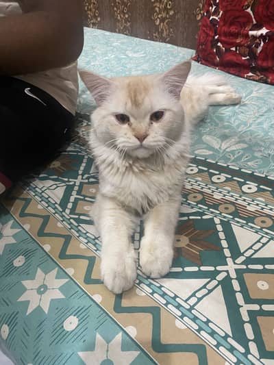 Persian Double Coat Breeder Male for Sale