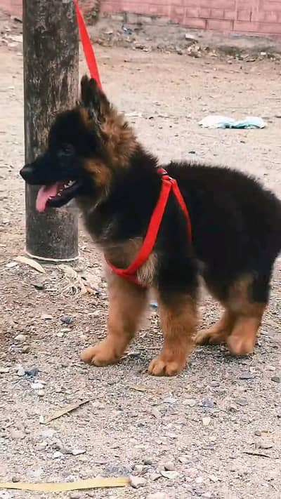 German shepherd puppies  my WhatsApp number o32452852o7