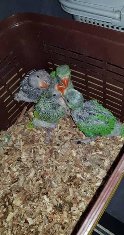 Ringneck chicks for sale