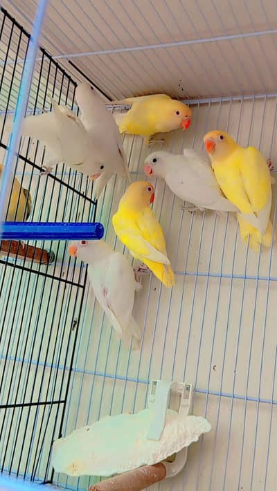 Albino love birds