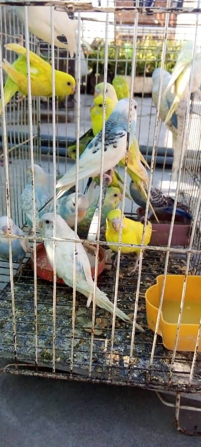 Australian Birds For Sell