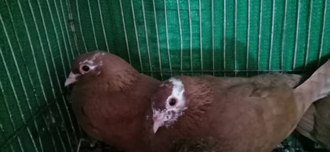 kumarya pigeon fancy pigeon