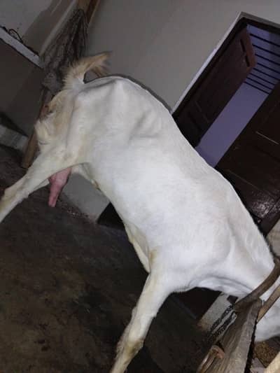 rajanpuri male or female