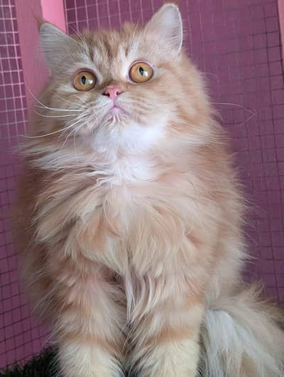 Persian triple coated female cat  available for sale