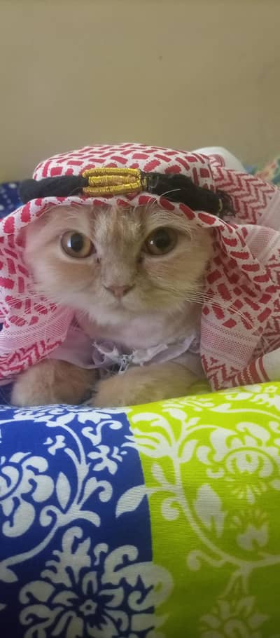 Male Persian Cat | Vaccinated Cat | Active Cat |