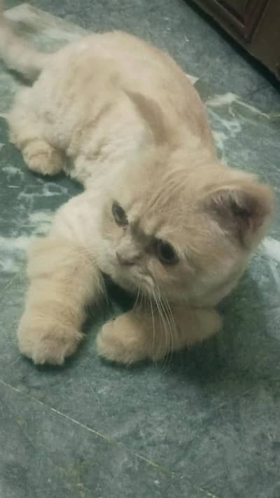 Male Persian Cat | Vaccinated Cat | Active Cat |