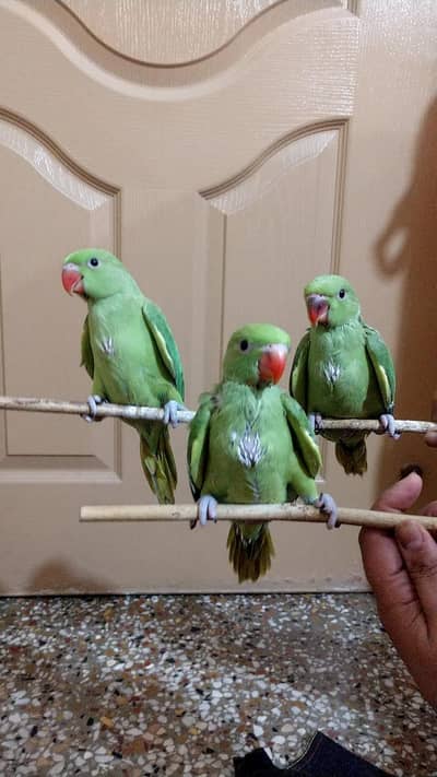 Cute ringneck chicks