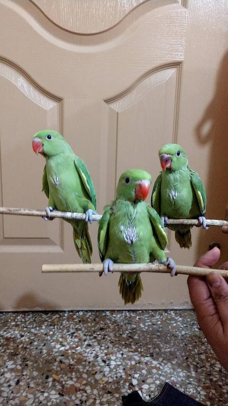 Cute ringneck chicks 0