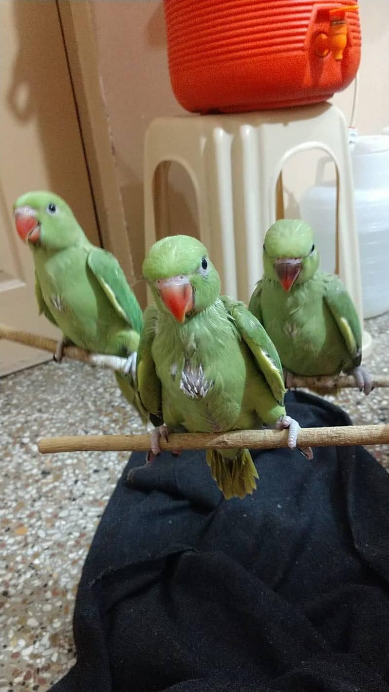 Cute ringneck chicks 1