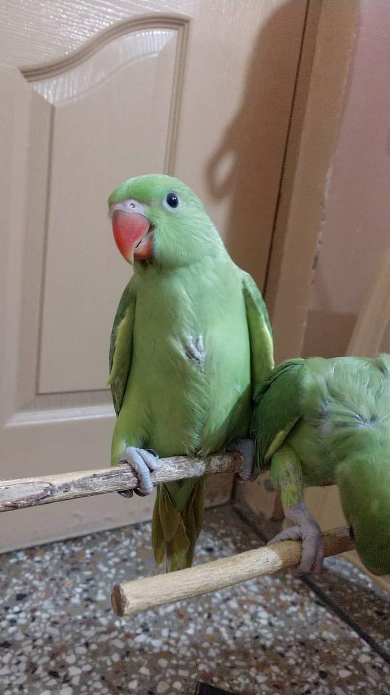 Cute ringneck chicks 2