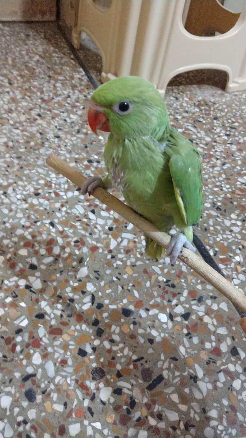 Cute ringneck chicks 3