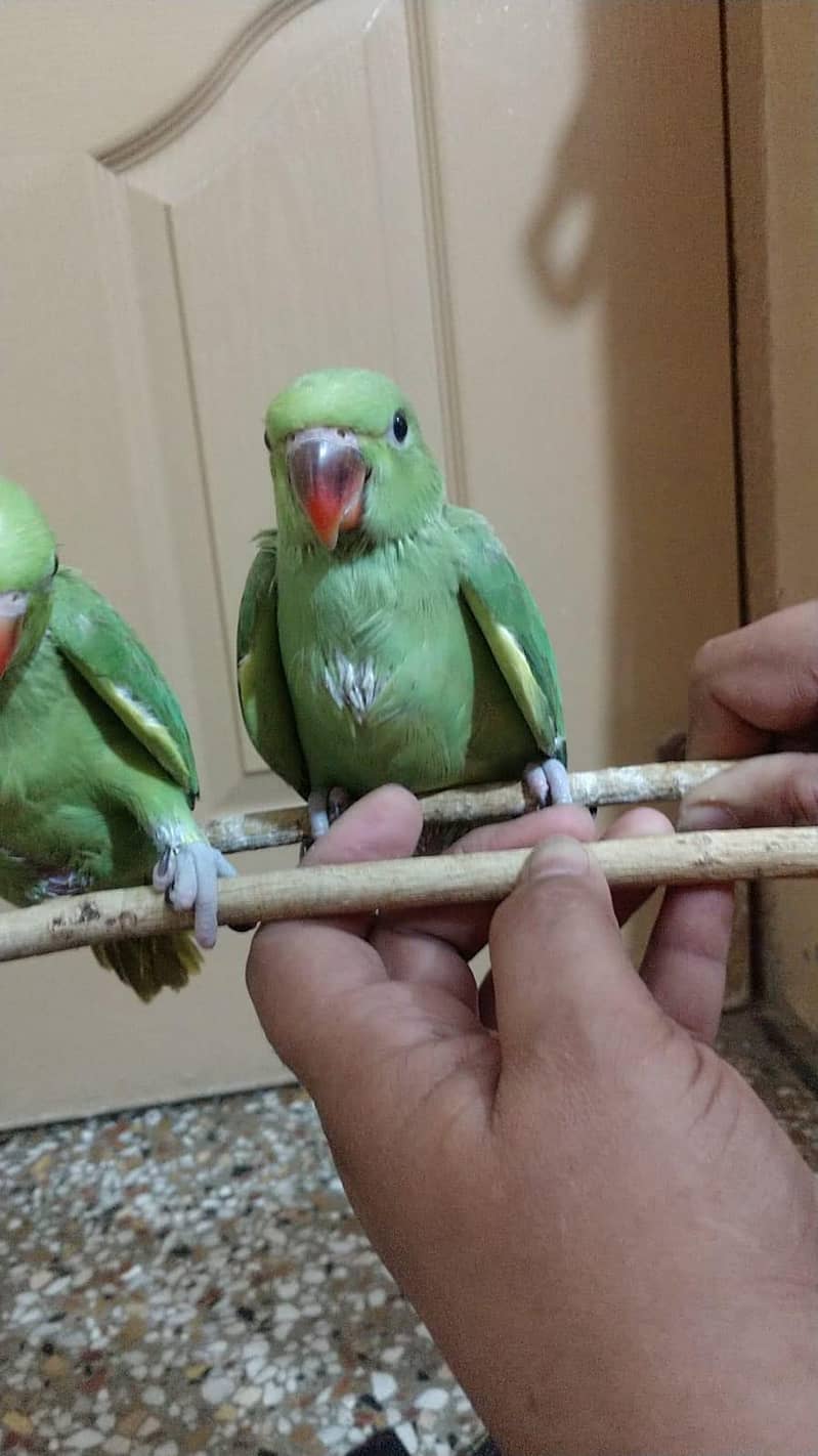 Cute ringneck chicks 4