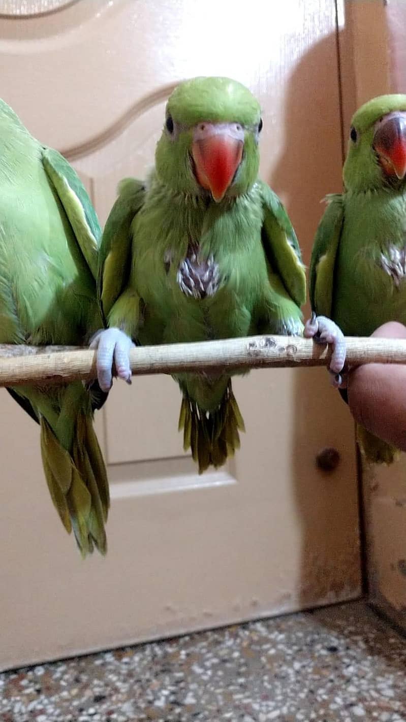 Cute ringneck chicks 5