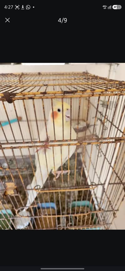 Cream Cockatiel Pairs For Sale
