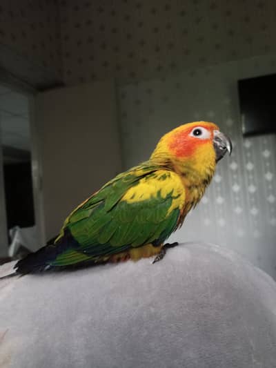 Sun conure for sale