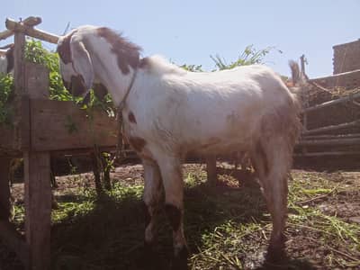 qurbani klia Bakra for sell