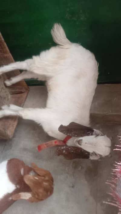 beautiful goat pair home breed