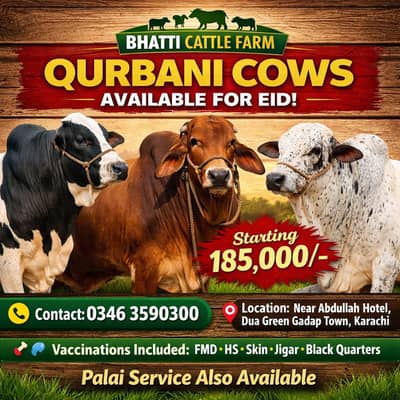 Bhatti Cattle Farm Qurbani Cows Available / Palai Also Available