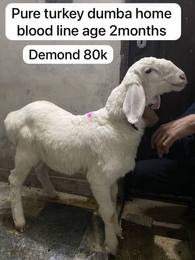 Qurbani k liay mundra ,, palnay k. Liay dhmbay ka bacha ,. Mundra pure