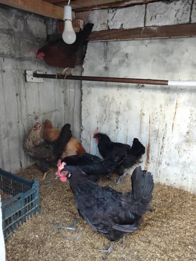 golden misri anda da Rahi ha