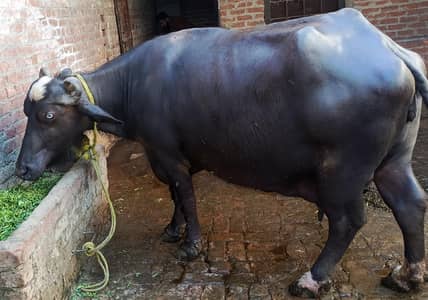 کھانگھڑ 03136483330 گبھن 4 ماہ