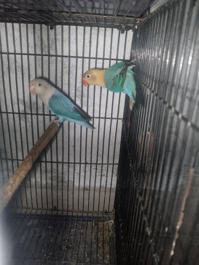 love birds pair for sale