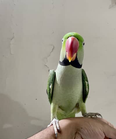 Raw Male tame or toking