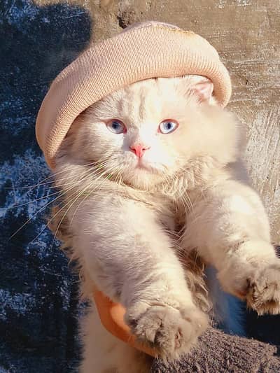 persian cat for sale