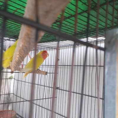 latino lovebirds ready to lay egg