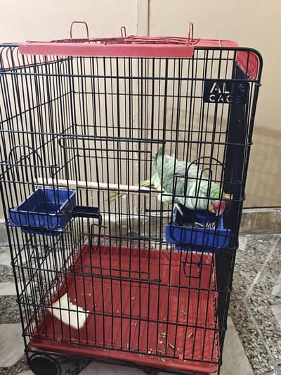 Colorful Parrot Relaxing in a Cozy Cage 