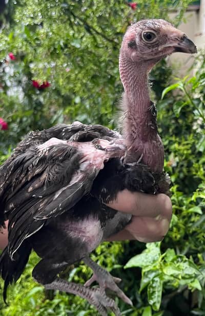 aseel chicks top quality