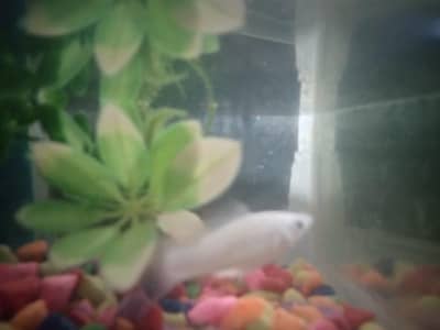 aquarium for urgent sale