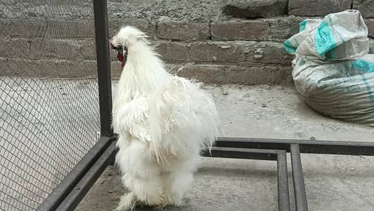 white silki Breedar paie available .