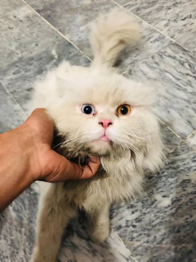 Persian cat