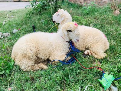 2 Dumba Bakre For Sale – Sialkot