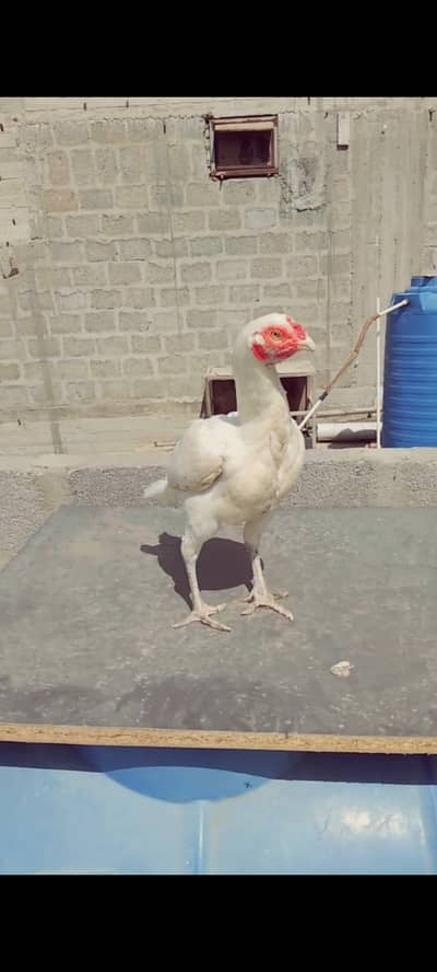 herri madii mianwali