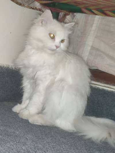 Persian cat white clour triple coat