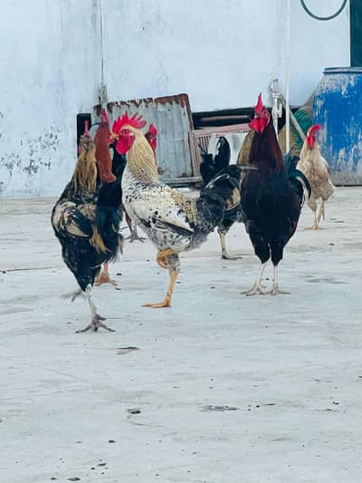 Golden misri cross male roaster  for sale