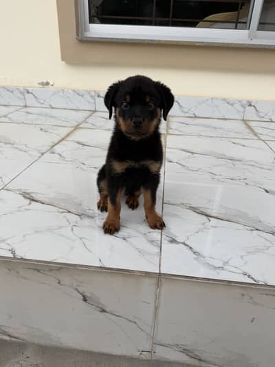 Rotweiller puppy