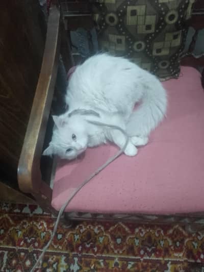 my cute cate is very loving