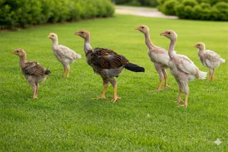China Java Aseel Vaccinated Pure Chicks for Sale
