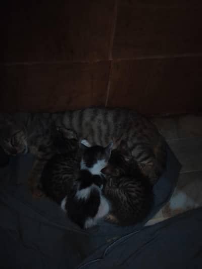 3 cats baby cats of simple outside living like cats but never been out