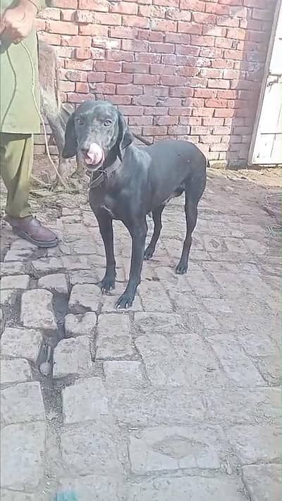 penter doge female healthy and strong