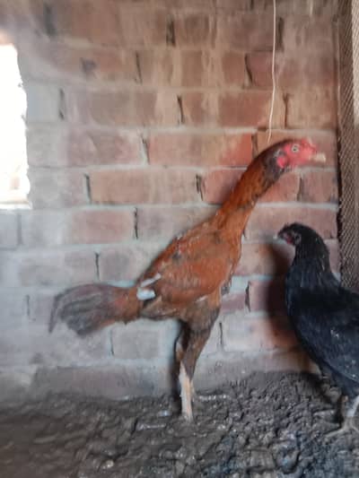 strong bloodline aseel murga. only for shoqeen