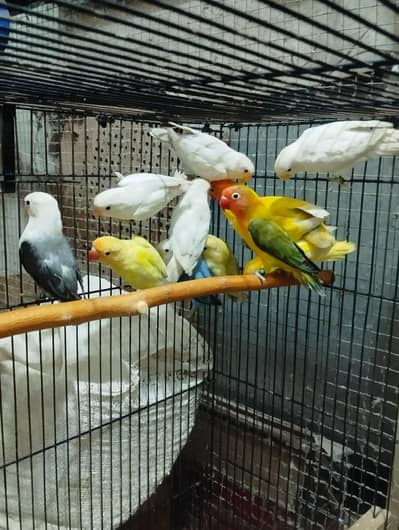 love birds breeder pairs and chicks
