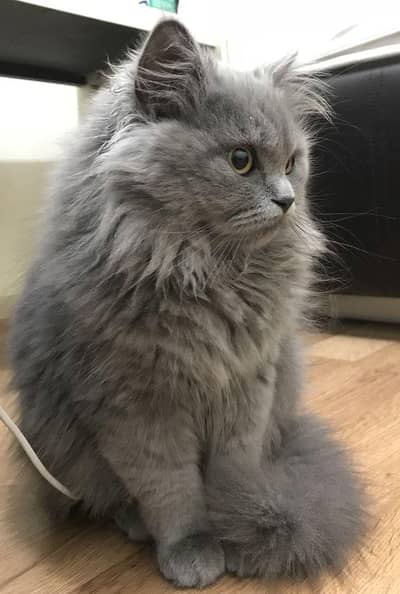 Grey kitten male triple coat persian.