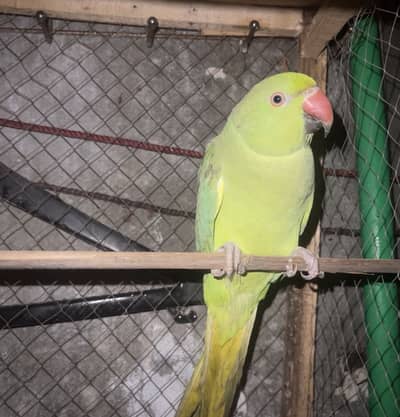 Green parrot and love birds