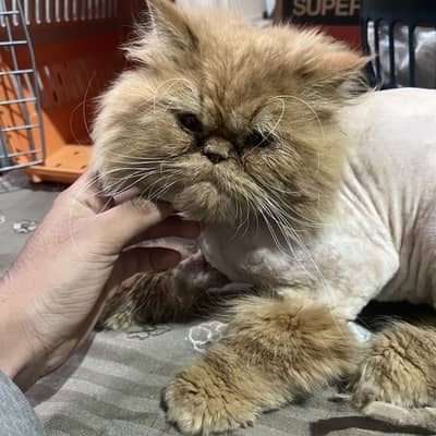 Ex Punch Face Male Cat