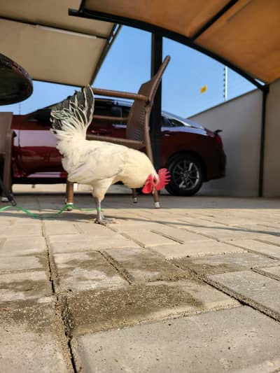 Golden Misri Roaster Male 8 Month (1.5- 2)Kg Live