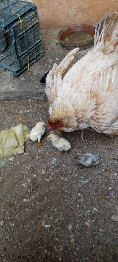 jaageera female with 6 chicks